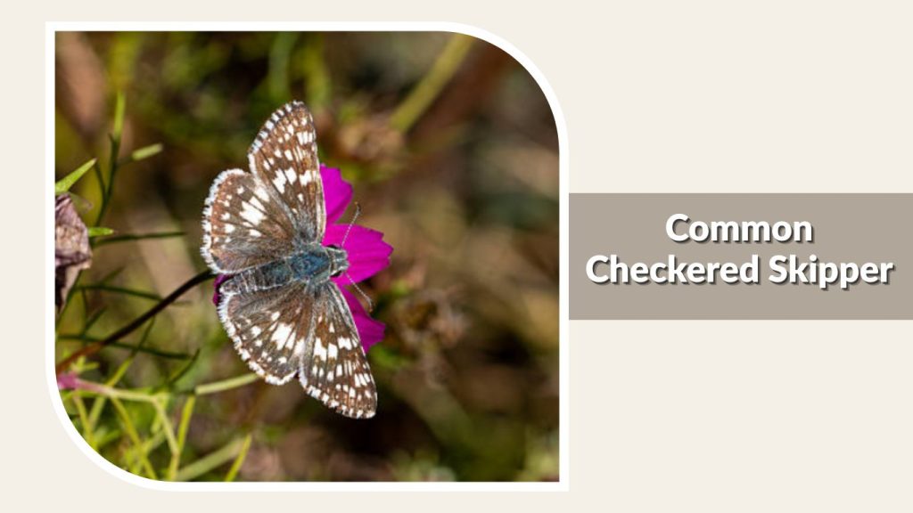 Common Checkered Skipper