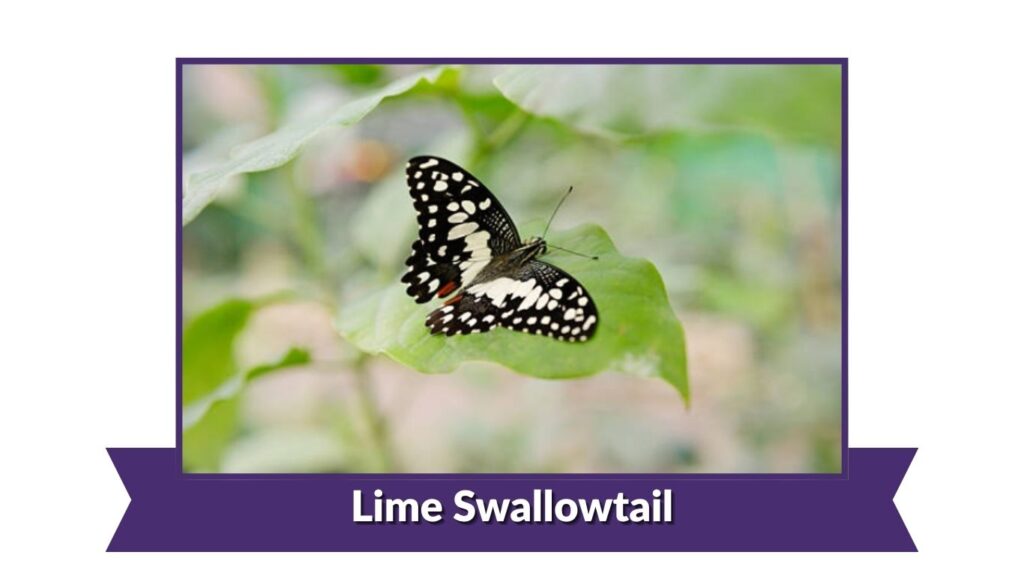 Lime Swallowtail