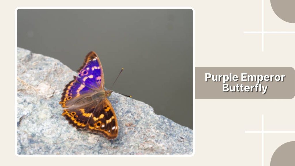 Purple Emperor Butterfly