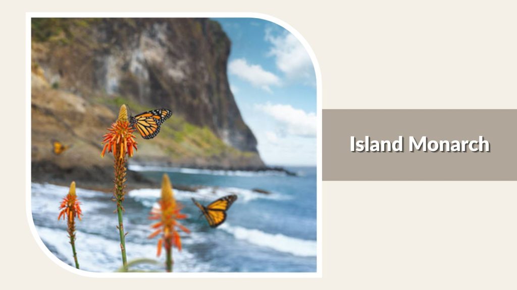  Island Monarch
