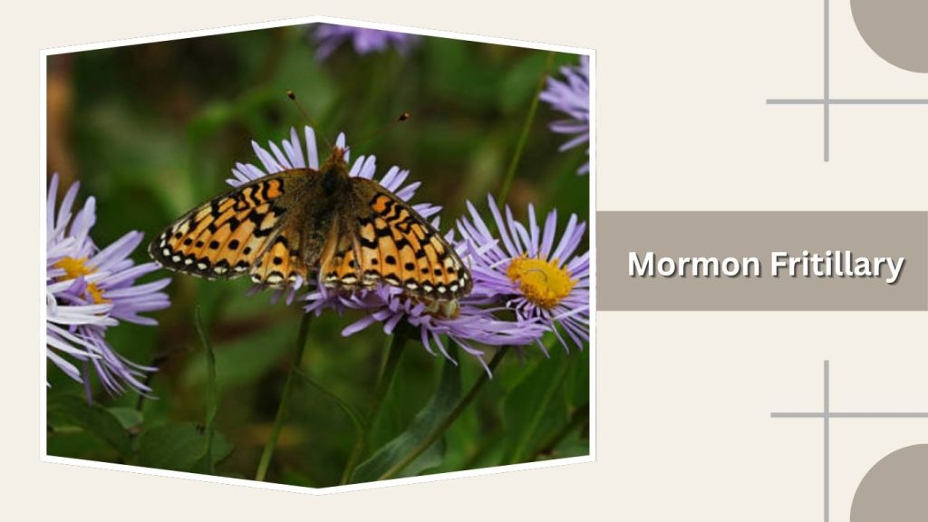 Mormon Fritillary