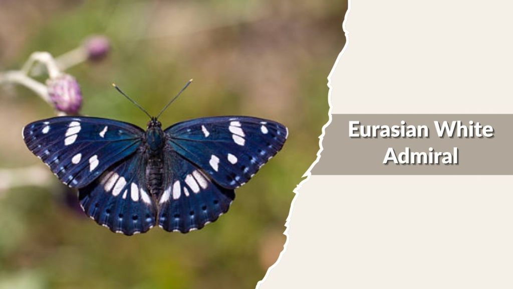 Eurasian White Admiral