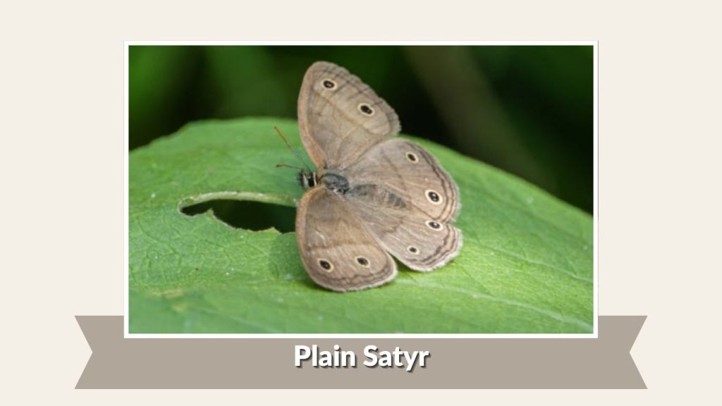 Plain Satyr