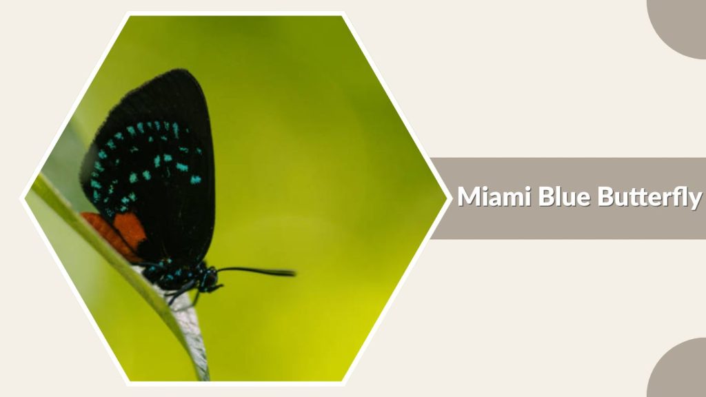 Miami Blue Butterfly