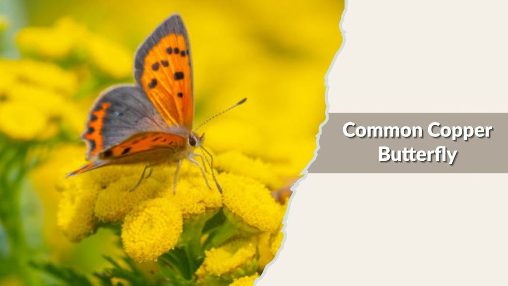 Common Copper Butterfly