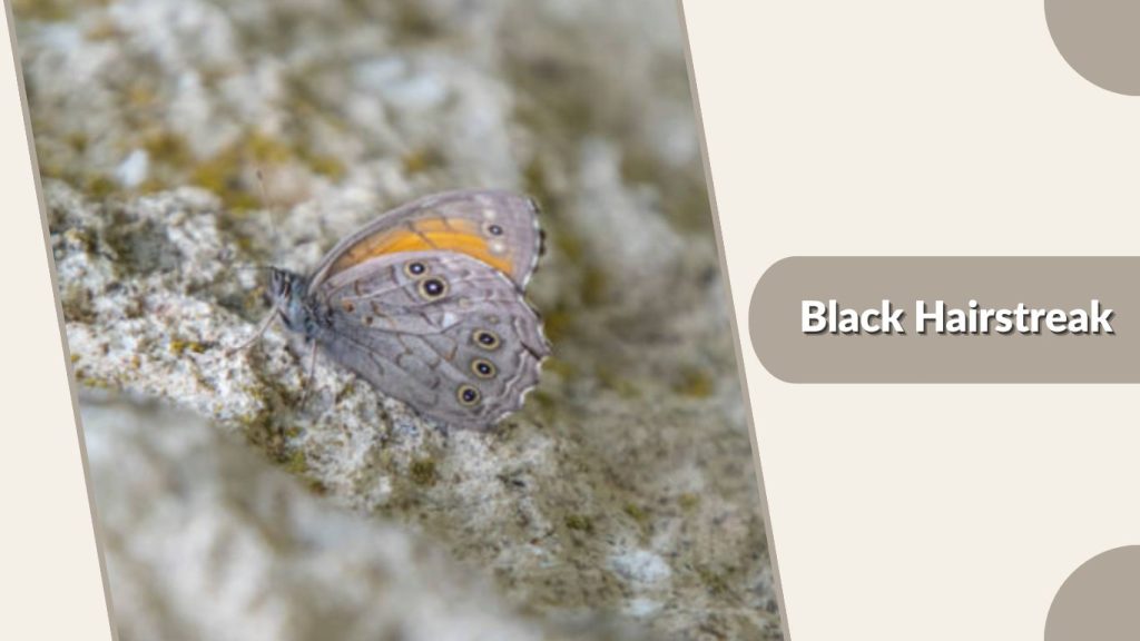 Black Hairstreak