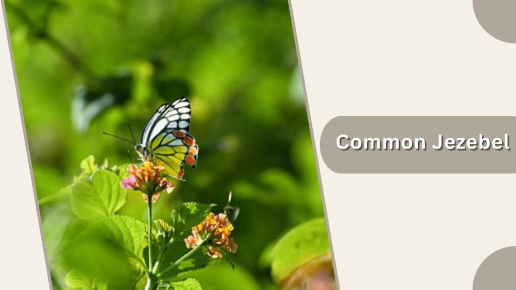 Common Jezebel