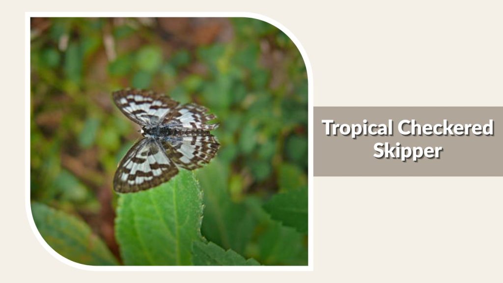 Tropical Checkered Skipper
