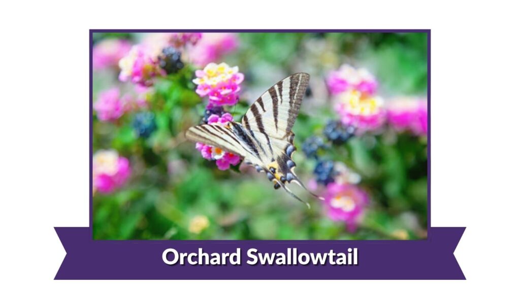 Orchard Swallowtail