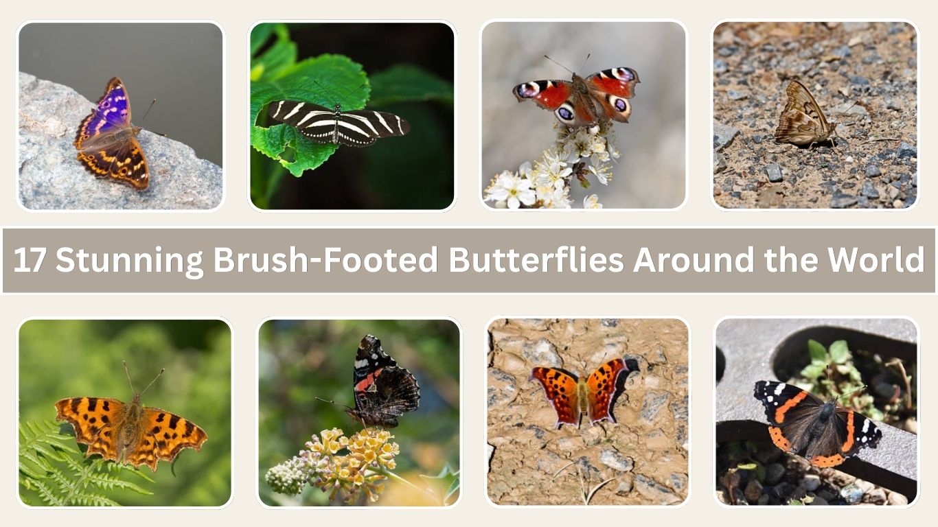 17 Stunning Brush-Footed Butterflies Around the World