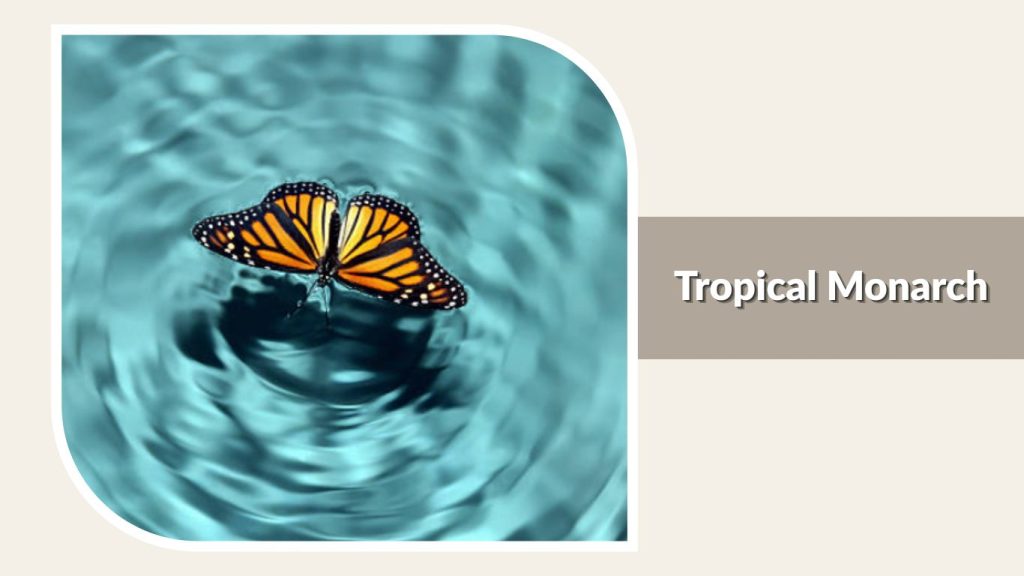 Tropical Monarch