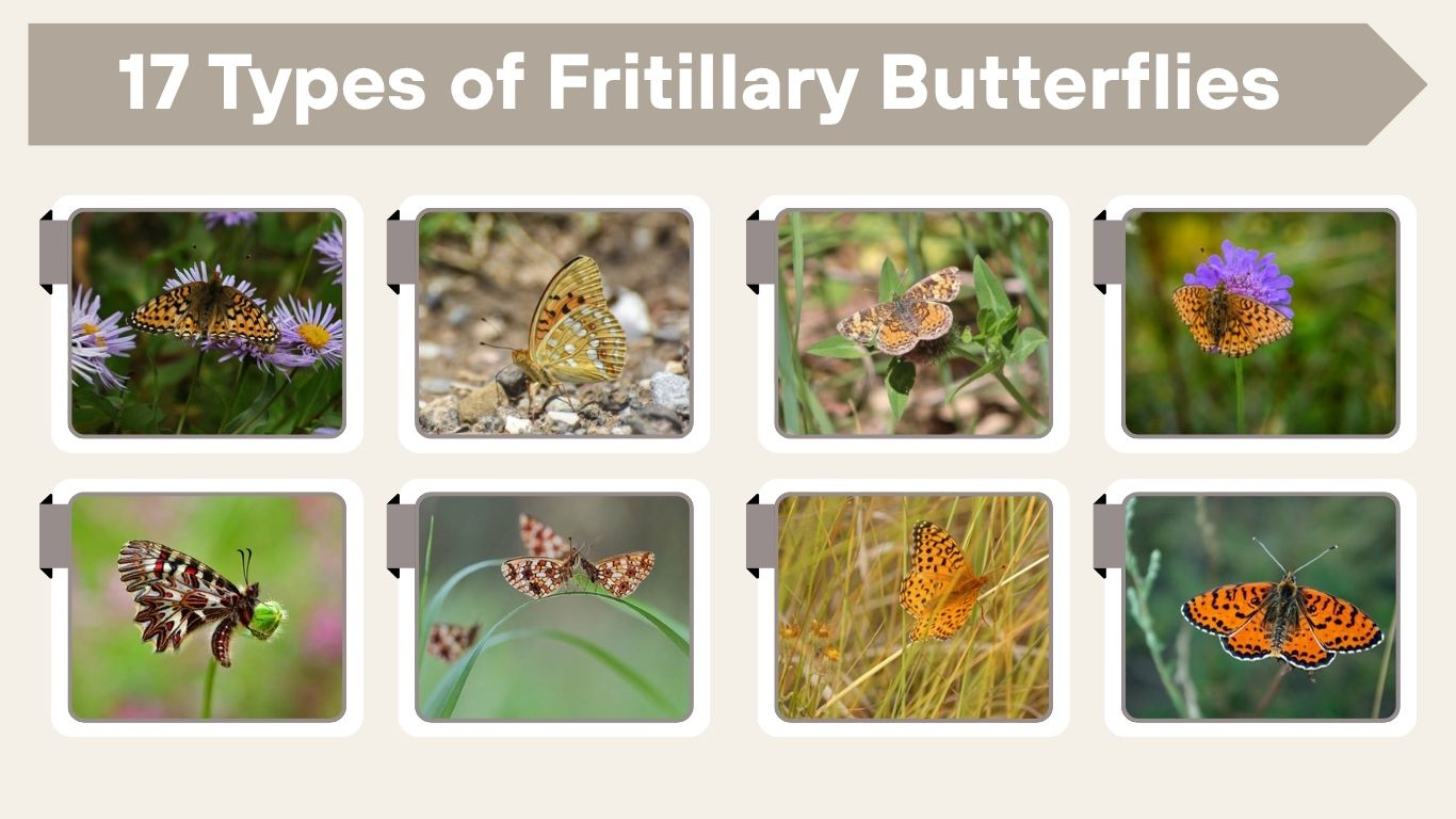 17 Types of Fritillary Butterflies Id With Pictures & Facts