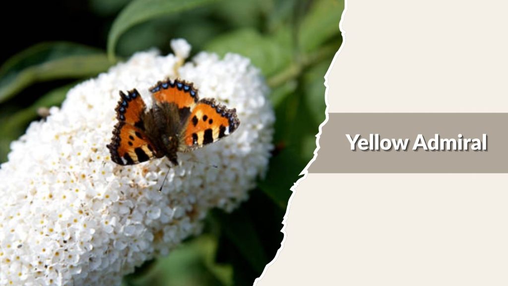 Yellow Admiral