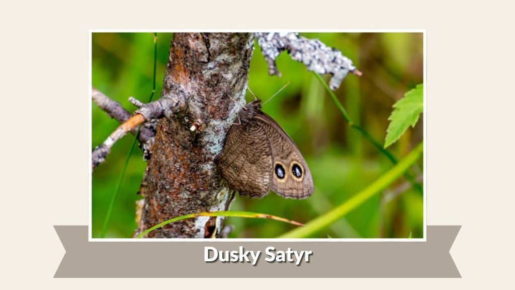 Dusky Satyr