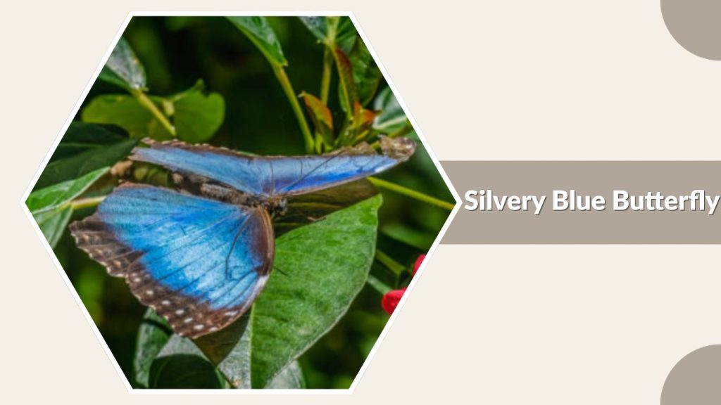 Silvery Blue Butterfly