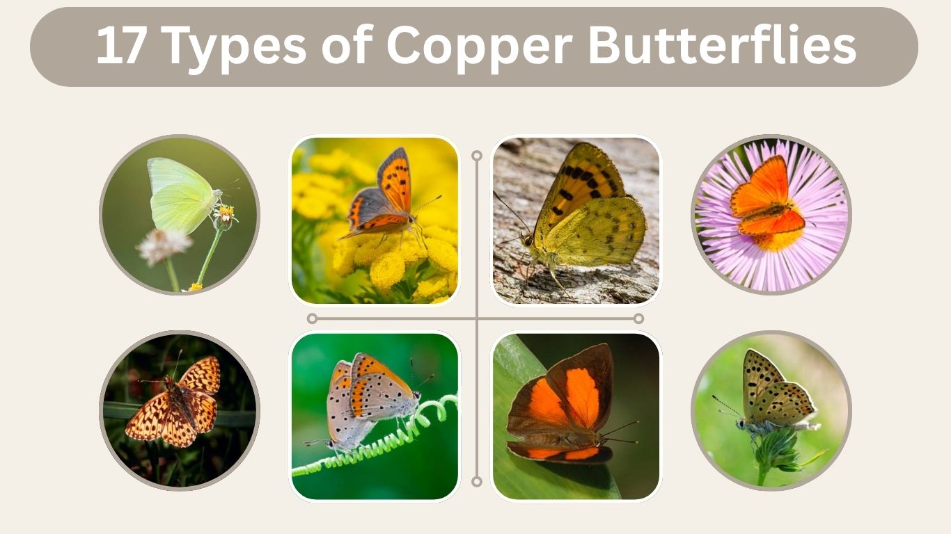 17 Types of Copper Butterflies: Identification, Habitat & Lifecycle