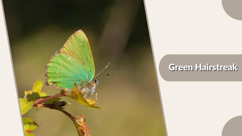 Green Hairstreak