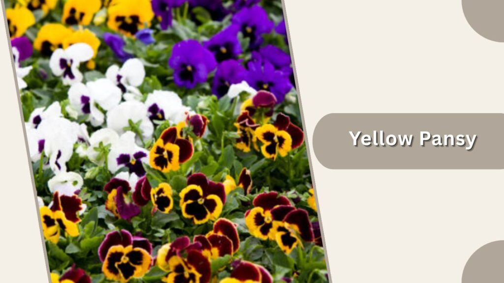  Yellow Pansy