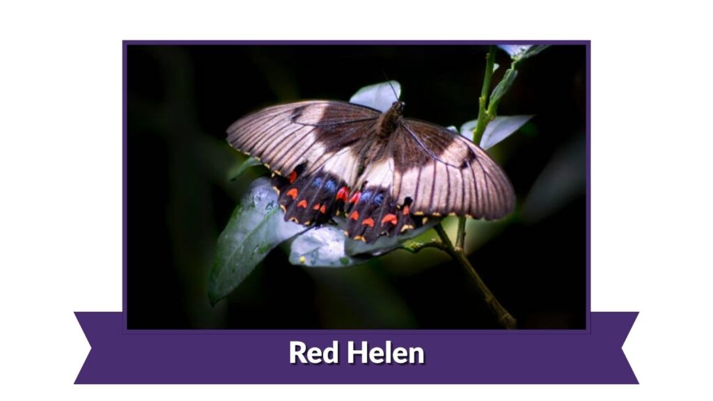 Red Helen