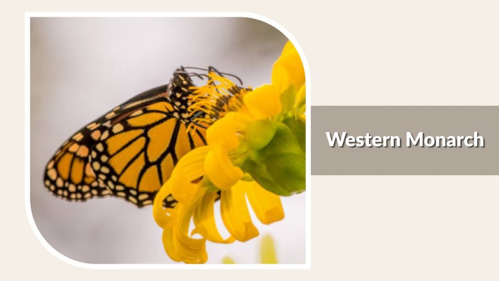  Western Monarch