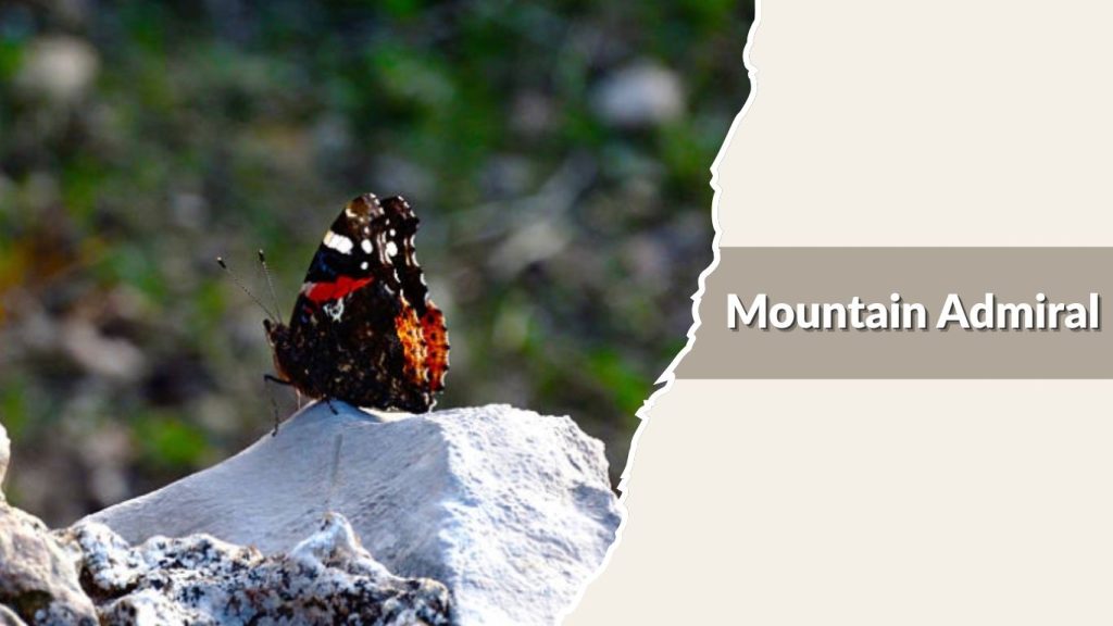 Mountain Admiral