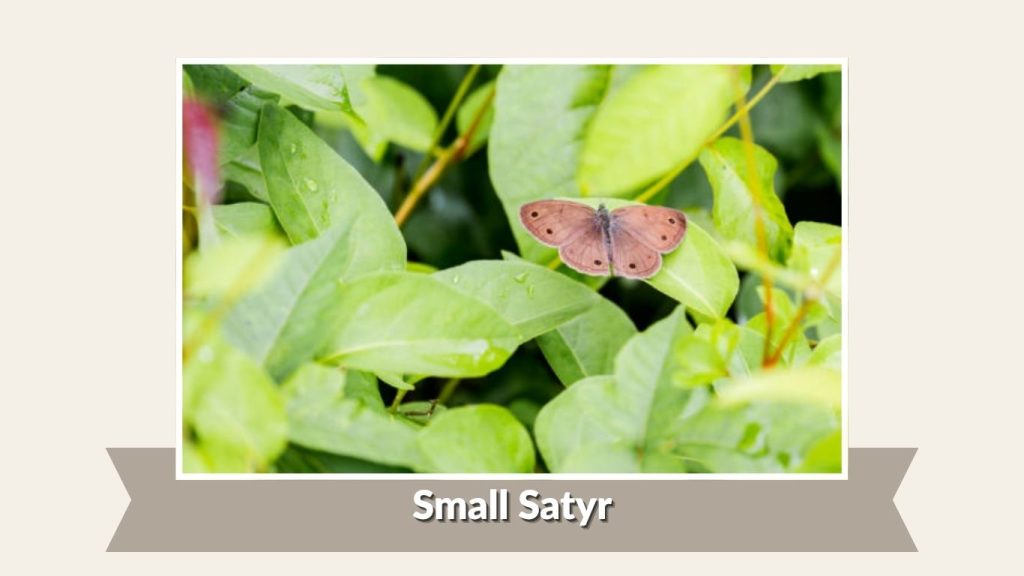  Small Satyr