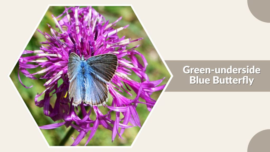 Green-underside Blue Butterfly