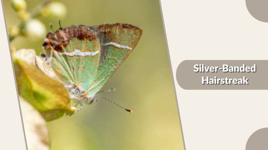  Silver-Banded Hairstreak