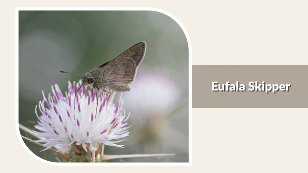 Eufala Skipper