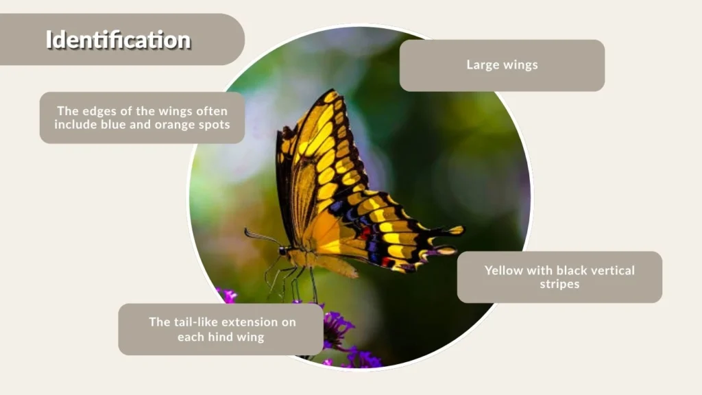 Eastern Tiger Swallowtail Butterfly Identification