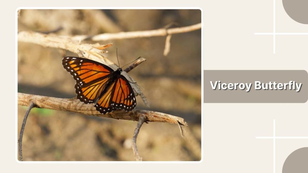  Viceroy Butterfly