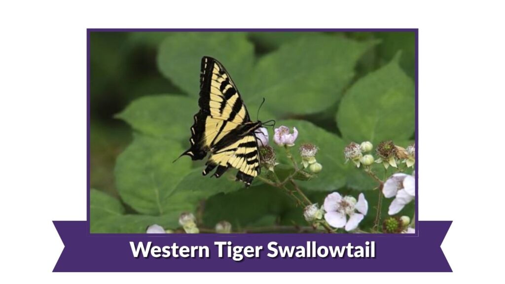  Western Tiger Swallowtail