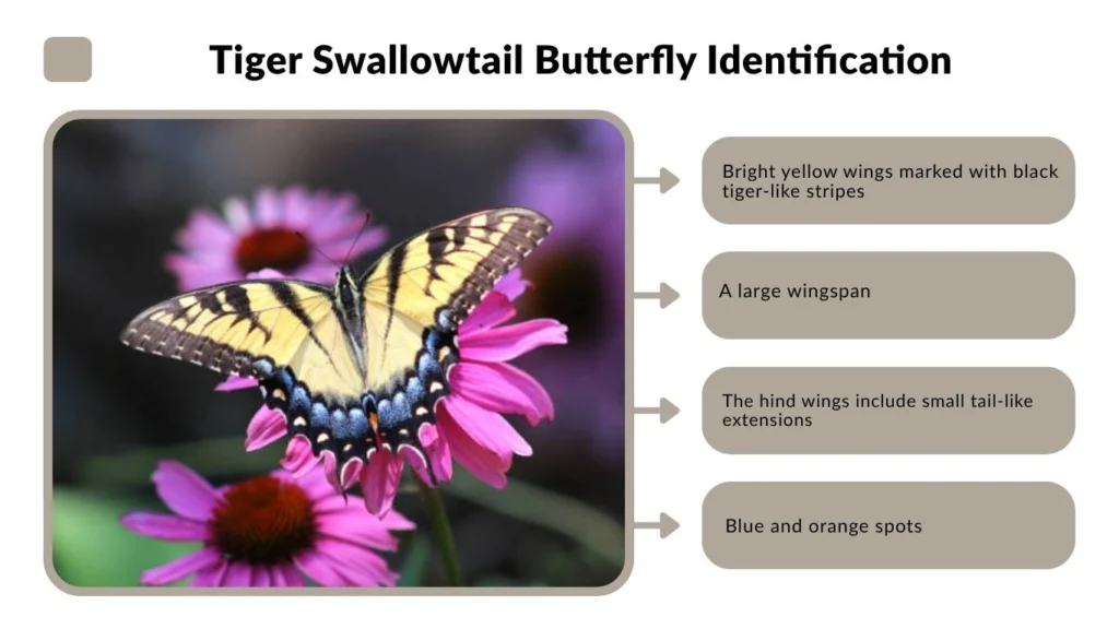 Tiger Swallowtail Butterfly Identification