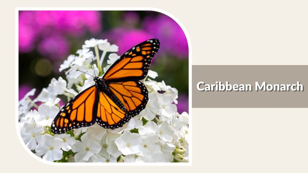 Caribbean Monarch