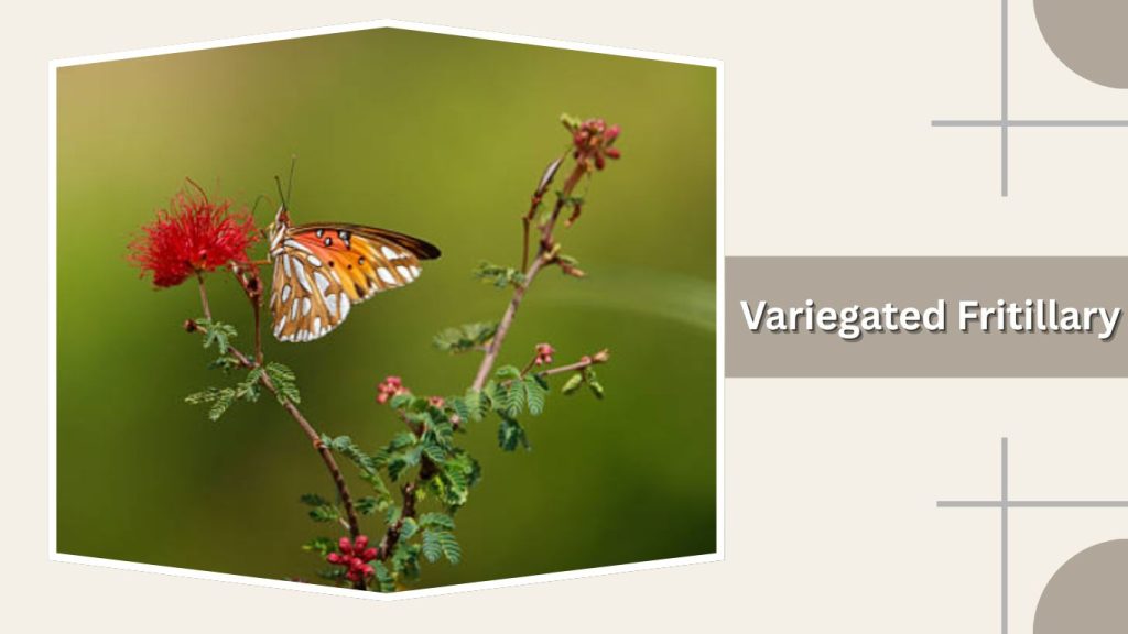  Variegated Fritillary