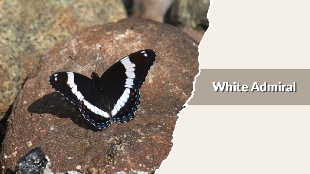 White Admiral