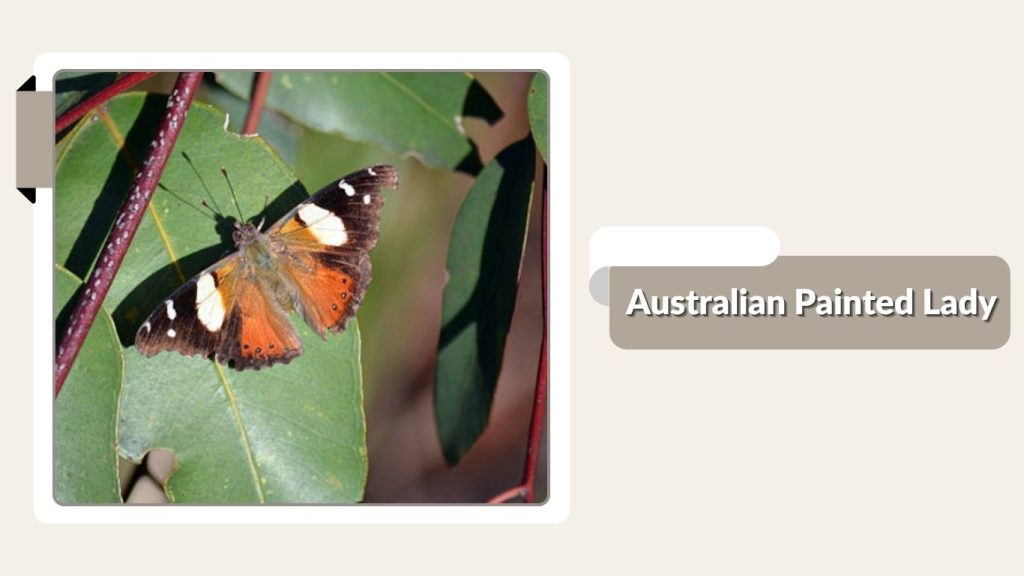 Australian Painted Lady