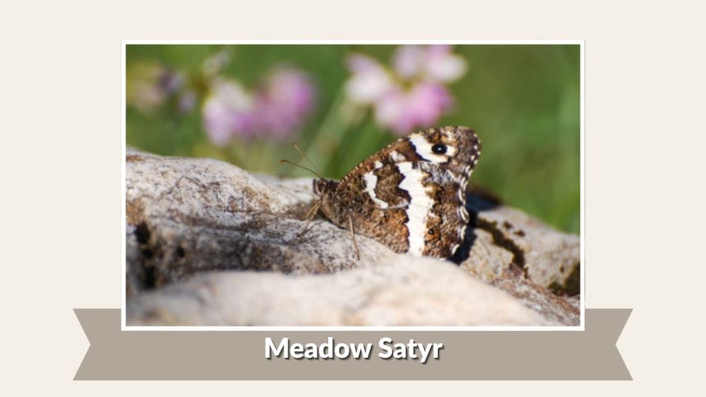 Meadow Satyr