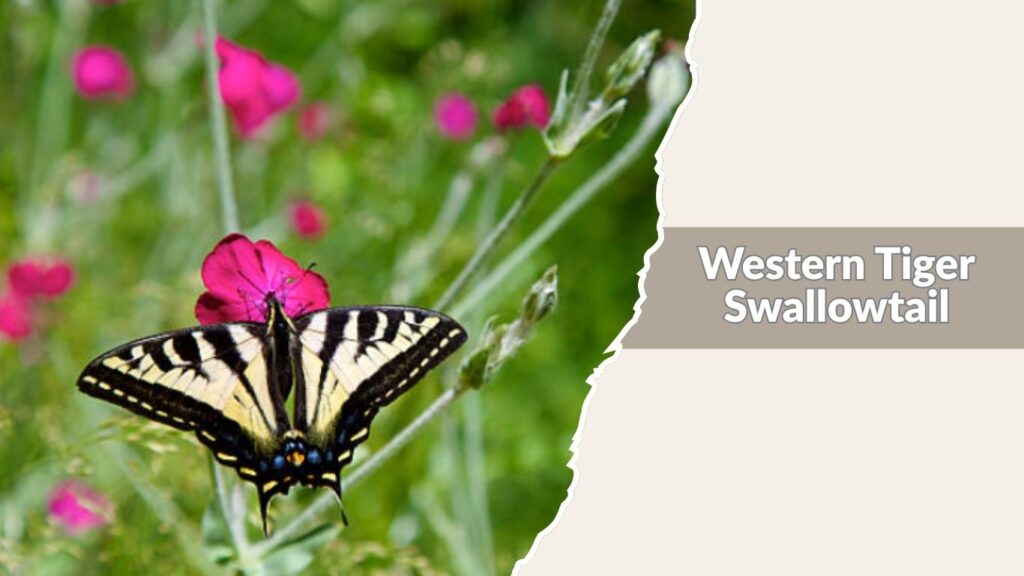 Western Tiger Swallowtail