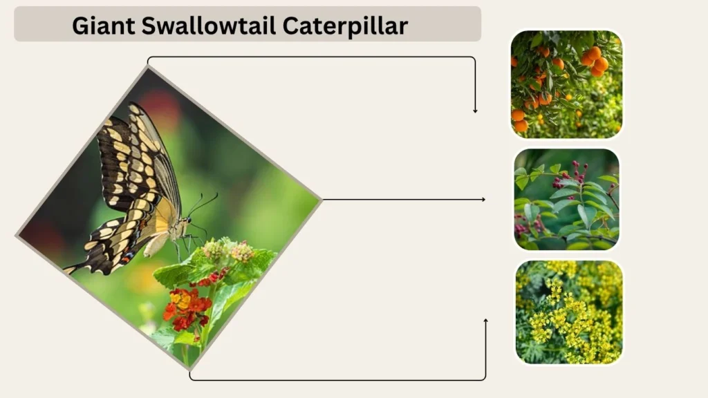 Giant Swallowtail Caterpillar