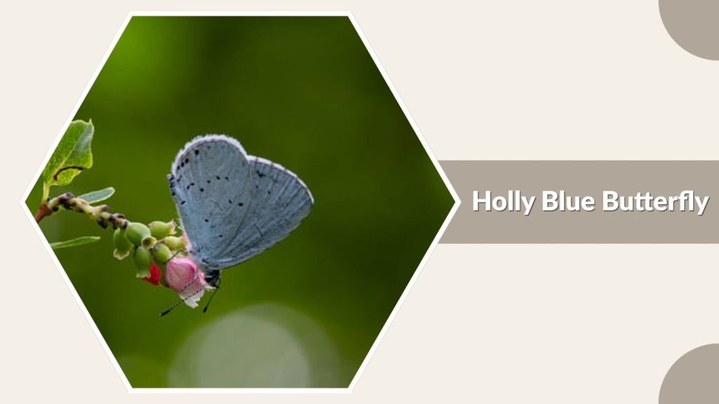 Holly Blue Butterfly