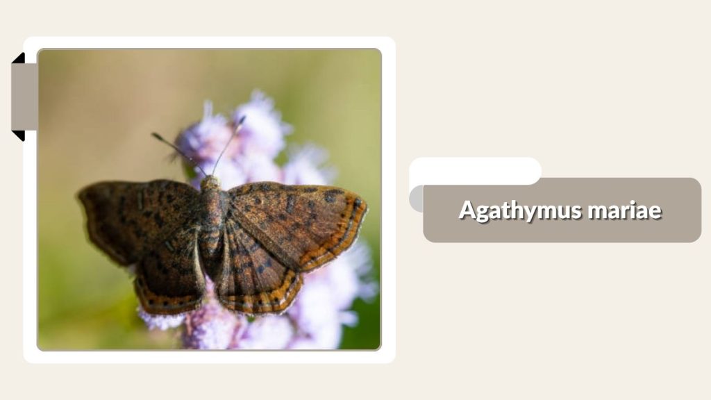 Agathymus mariae