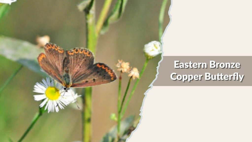 Eastern Bronze Copper Butterfly