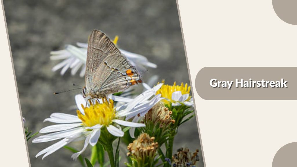 Gray Hairstreak