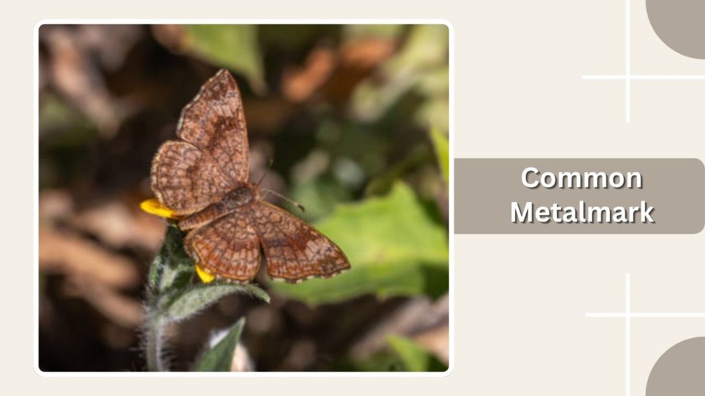 Common Metalmark