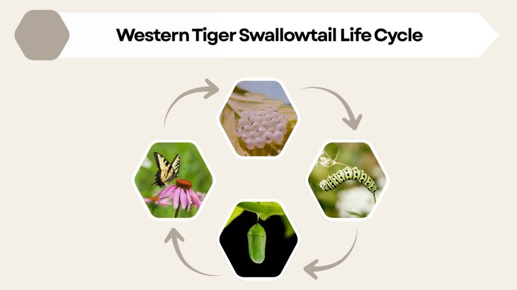 Western Tiger Swallowtail Life Cycle