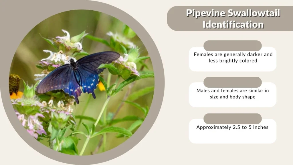 Pipevine Swallowtail Identification