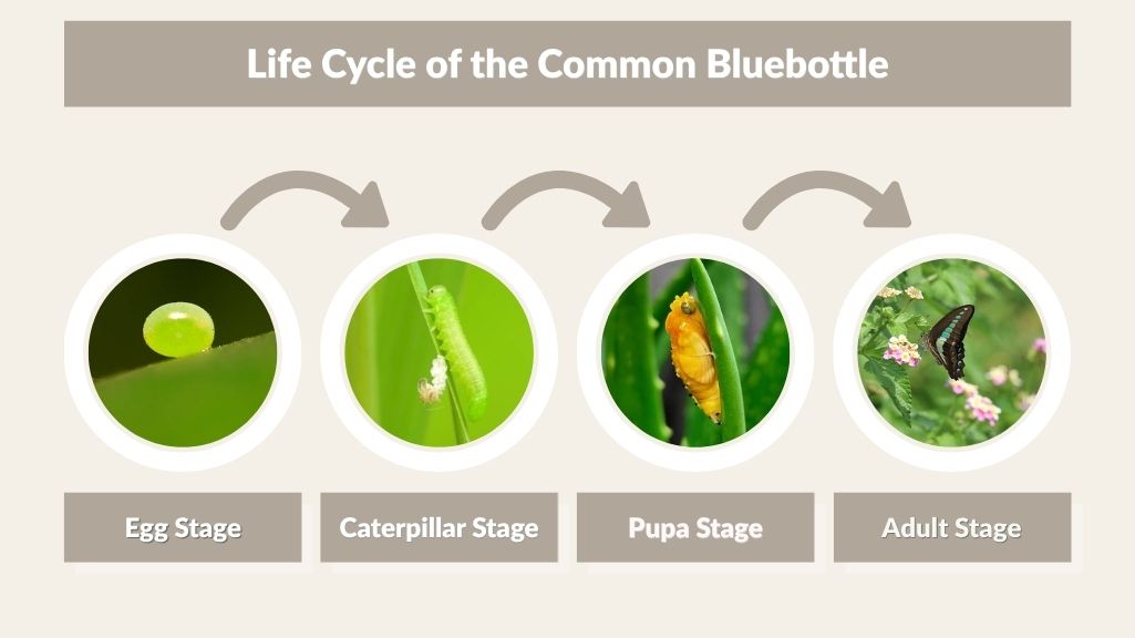 Life Cycle of the Common Bluebottle