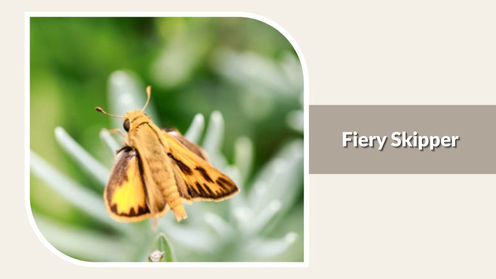  Fiery Skipper