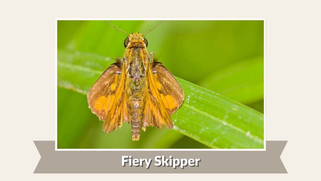 Fiery Skipper